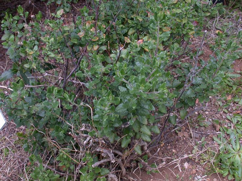 Teucrium flavum L. - Camedrio doppio